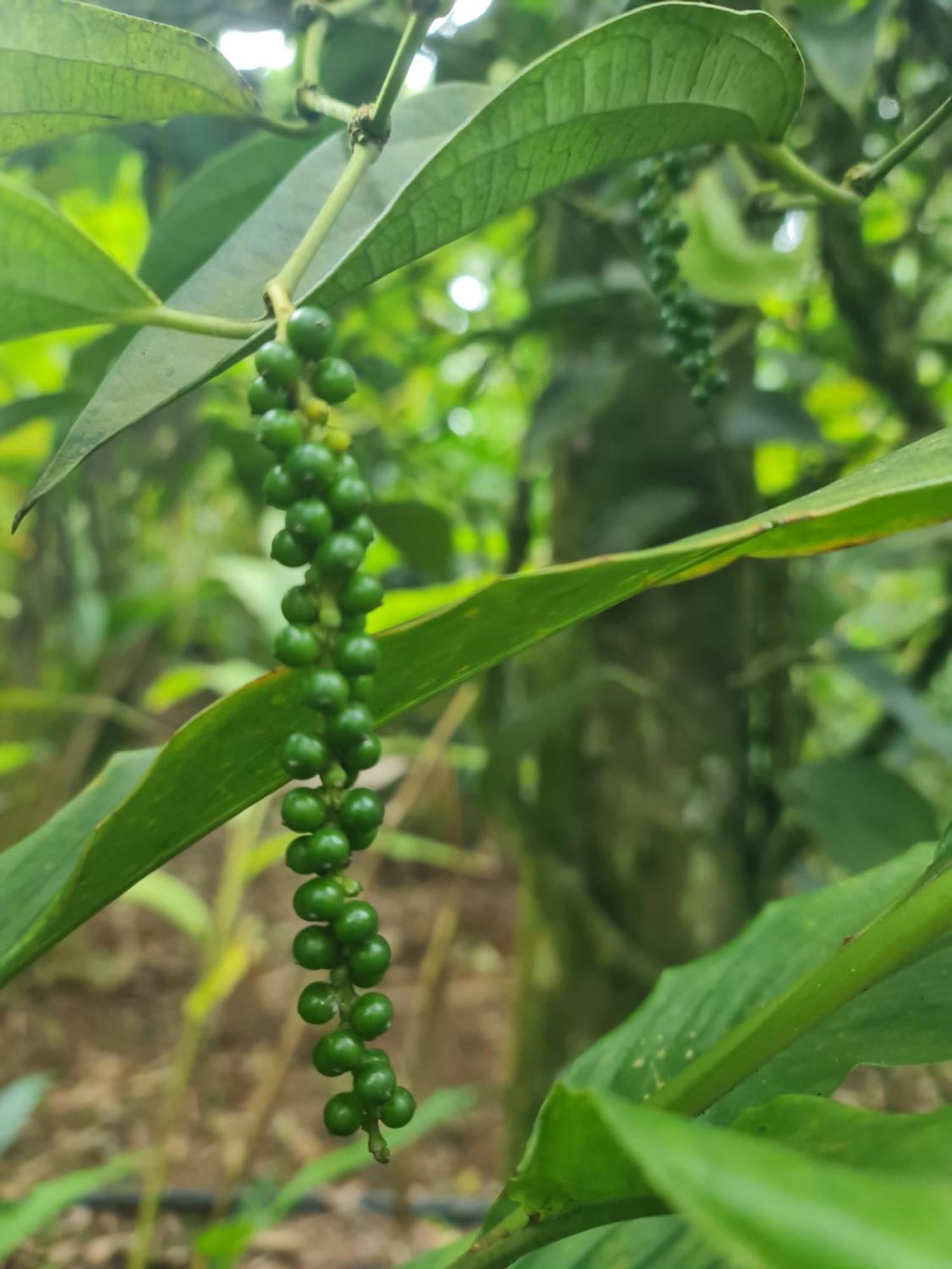 Panthalams Homestay 테카디 외부 사진